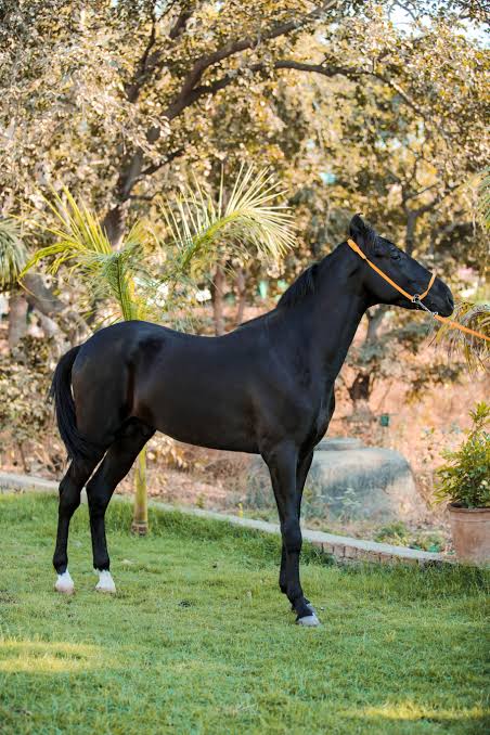 Black horse in a garden setting