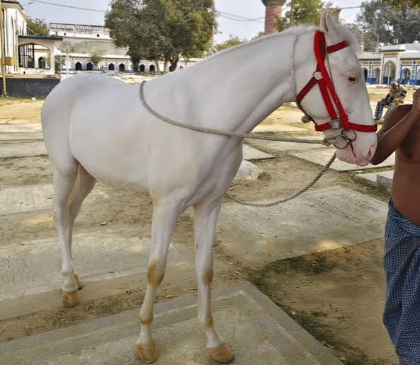 White horse at a heritage property